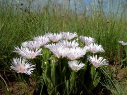 Delosperma ashtonii in meerkat style